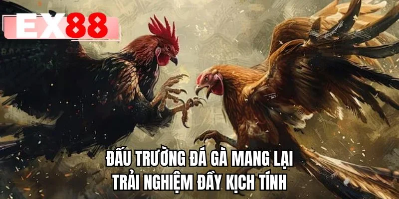 Đấu trường đá gà mang lại trải nghiệm đầy kịch tính